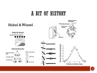 Hubel & Wiesel
3
 