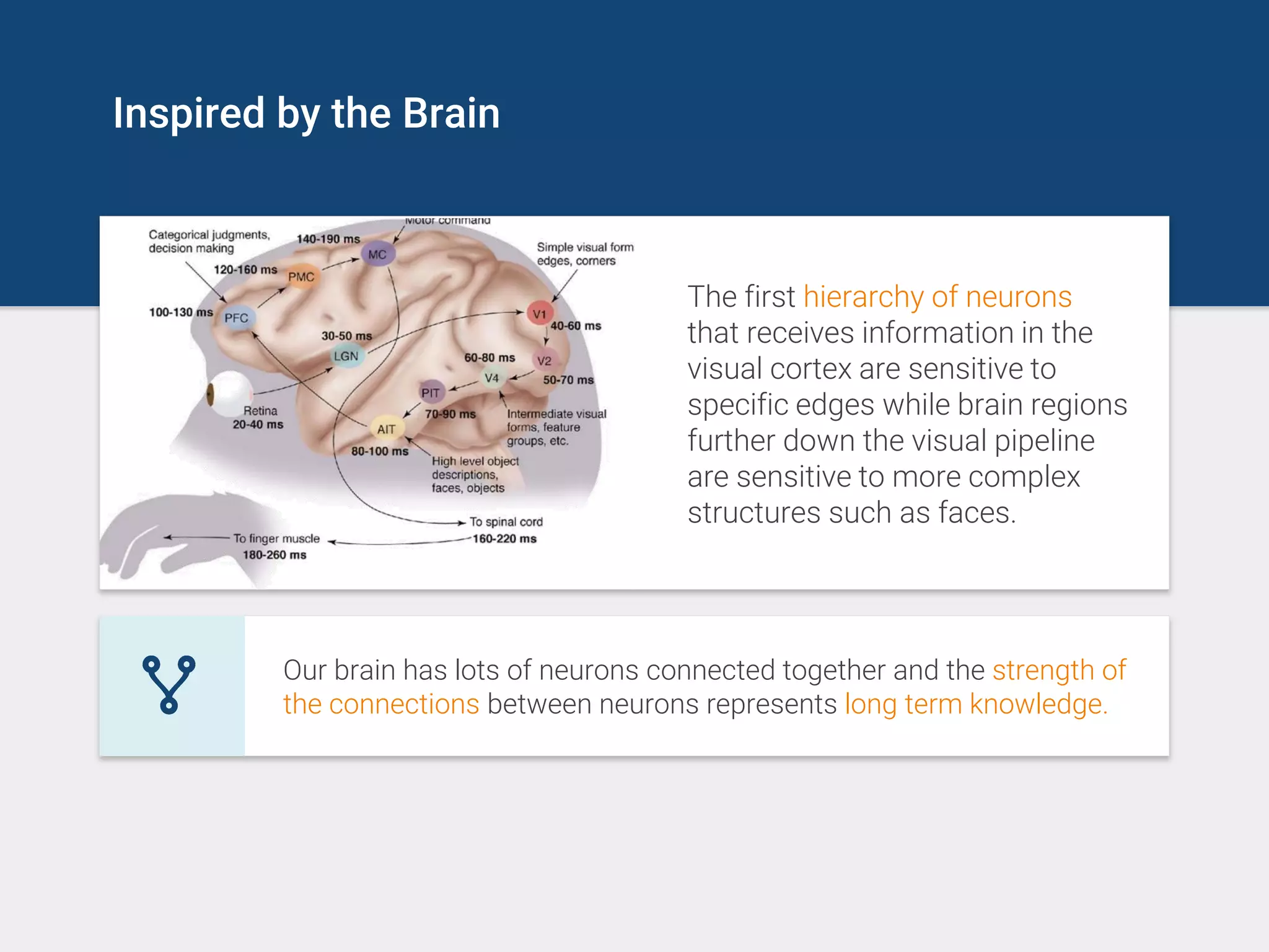 Inspired by the Brain
The first hierarchy of neurons
that receives information in the
visual cortex are sensitive to
specific edges while brain regions
further down the visual pipeline
are sensitive to more complex
structures such as faces.
Our brain has lots of neurons connected together and the strength of
the connections between neurons represents long term knowledge.
 