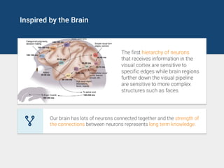 Inspired by the Brain
The first hierarchy of neurons
that receives information in the
visual cortex are sensitive to
specific edges while brain regions
further down the visual pipeline
are sensitive to more complex
structures such as faces.
Our brain has lots of neurons connected together and the strength of
the connections between neurons represents long term knowledge.
 