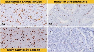 HARD TO DIFFERENTIATE
ONLY PARTIALLY LABLED
EXTREMELY LARGE IMAGES
 