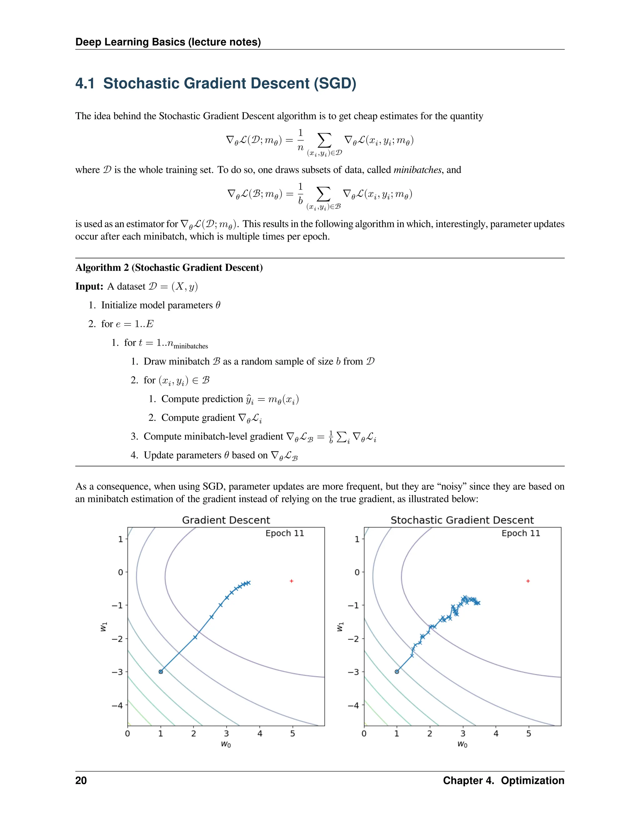 Deep Learning Basics (lecture notes) 4.1 Stochastic Gradient Descent (SGD) The idea behind the Stochastic Gradient Descent algorithm is to get cheap estimates for the quantity ∇𝜃ℒ(𝒟; 𝑚𝜃) = 1 𝑛 ∑ (𝑥𝑖,𝑦𝑖)∈𝒟 ∇𝜃ℒ(𝑥𝑖, 𝑦𝑖; 𝑚𝜃) where 𝒟 is the whole training set. To do so, one draws subsets of data, called minibatches, and ∇𝜃ℒ(ℬ; 𝑚𝜃) = 1 𝑏 ∑ (𝑥𝑖,𝑦𝑖)∈ℬ ∇𝜃ℒ(𝑥𝑖, 𝑦𝑖; 𝑚𝜃) is used as an estimator for ∇𝜃ℒ(𝒟; 𝑚𝜃). This results in the following algorithm in which, interestingly, parameter updates occur after each minibatch, which is multiple times per epoch. Algorithm 2 (Stochastic Gradient Descent) Input: A dataset 𝒟 = (𝑋, 𝑦) 1. Initialize model parameters 𝜃 2. for 𝑒 = 1..𝐸 1. for 𝑡 = 1..𝑛minibatches 1. Draw minibatch ℬ as a random sample of size 𝑏 from 𝒟 2. for (𝑥𝑖, 𝑦𝑖) ∈ ℬ 1. Compute prediction ̂ 𝑦𝑖 = 𝑚𝜃(𝑥𝑖) 2. Compute gradient ∇𝜃ℒ𝑖 3. Compute minibatch-level gradient ∇𝜃ℒℬ = 1 𝑏 ∑𝑖 ∇𝜃ℒ𝑖 4. Update parameters 𝜃 based on ∇𝜃ℒℬ As a consequence, when using SGD, parameter updates are more frequent, but they are “noisy” since they are based on an minibatch estimation of the gradient instead of relying on the true gradient, as illustrated below: 20 Chapter 4. Optimization 