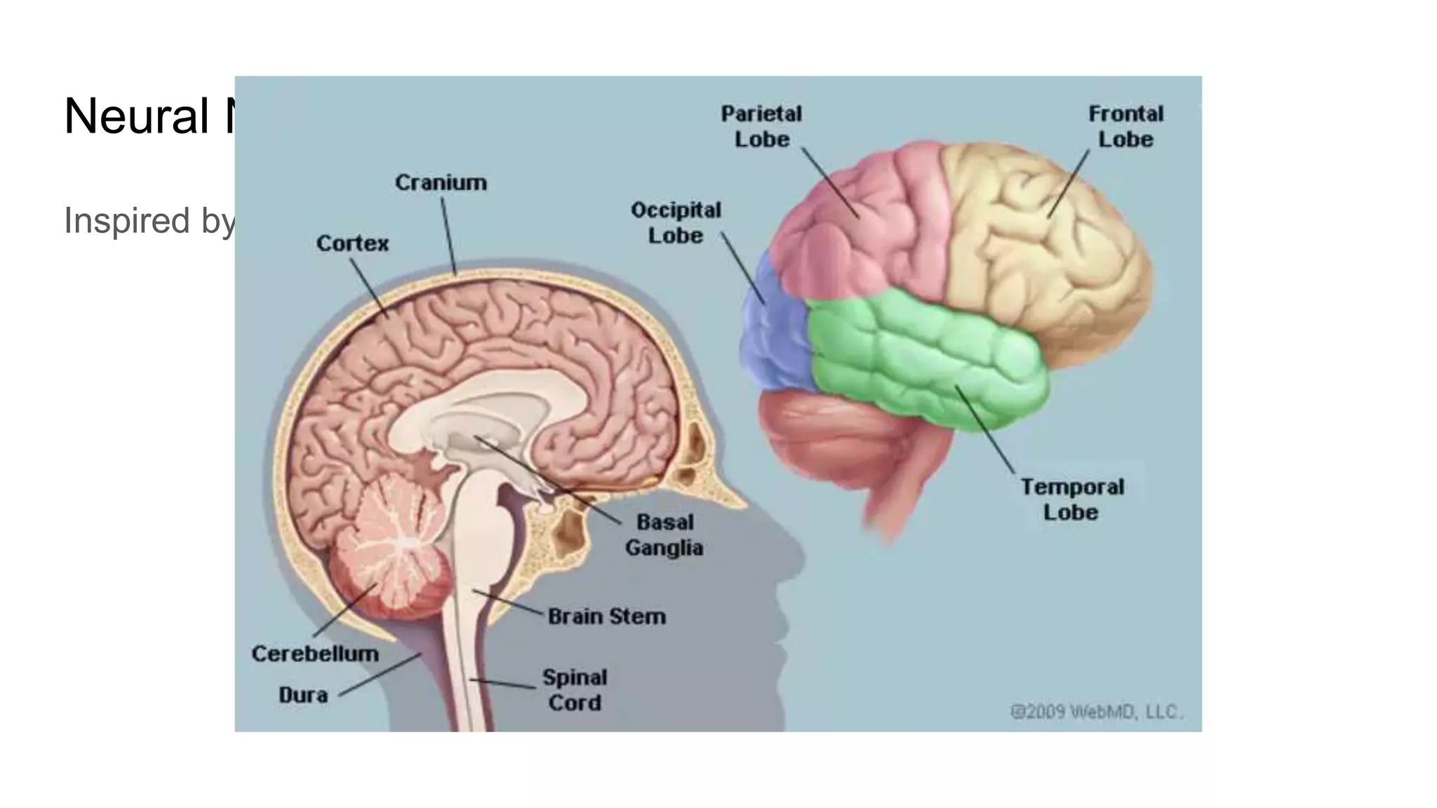 Neural Networks
Inspired by the Neurons on the Brain.
 