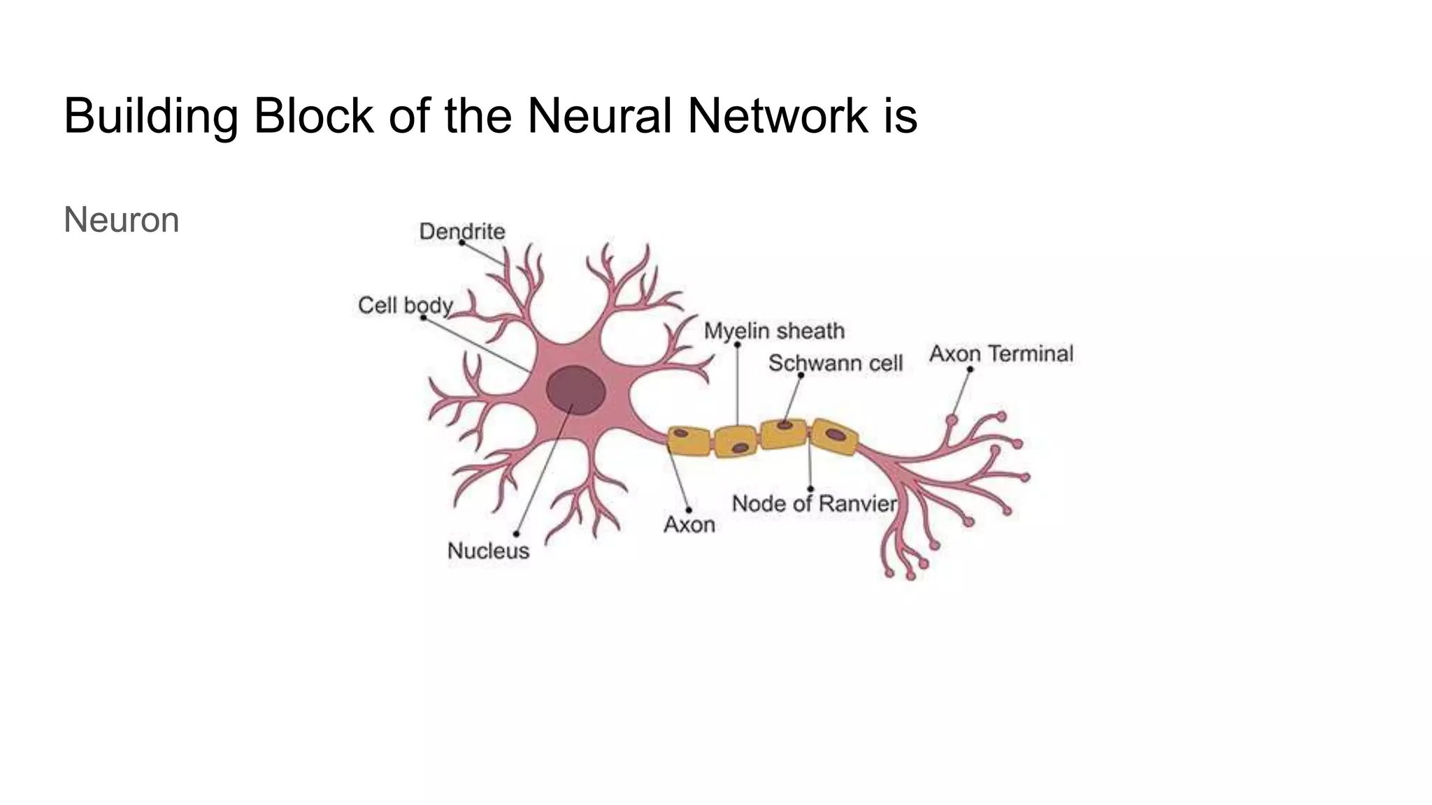 Building Block of the Neural Network is
Neuron
 