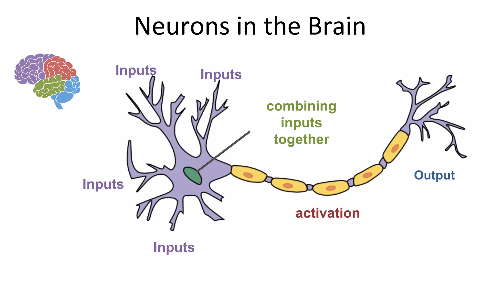 Neurons	in	the	Brain	
Inputs
Inputs
Inputs
Inputs
Output
activation
combining
inputs
together
 