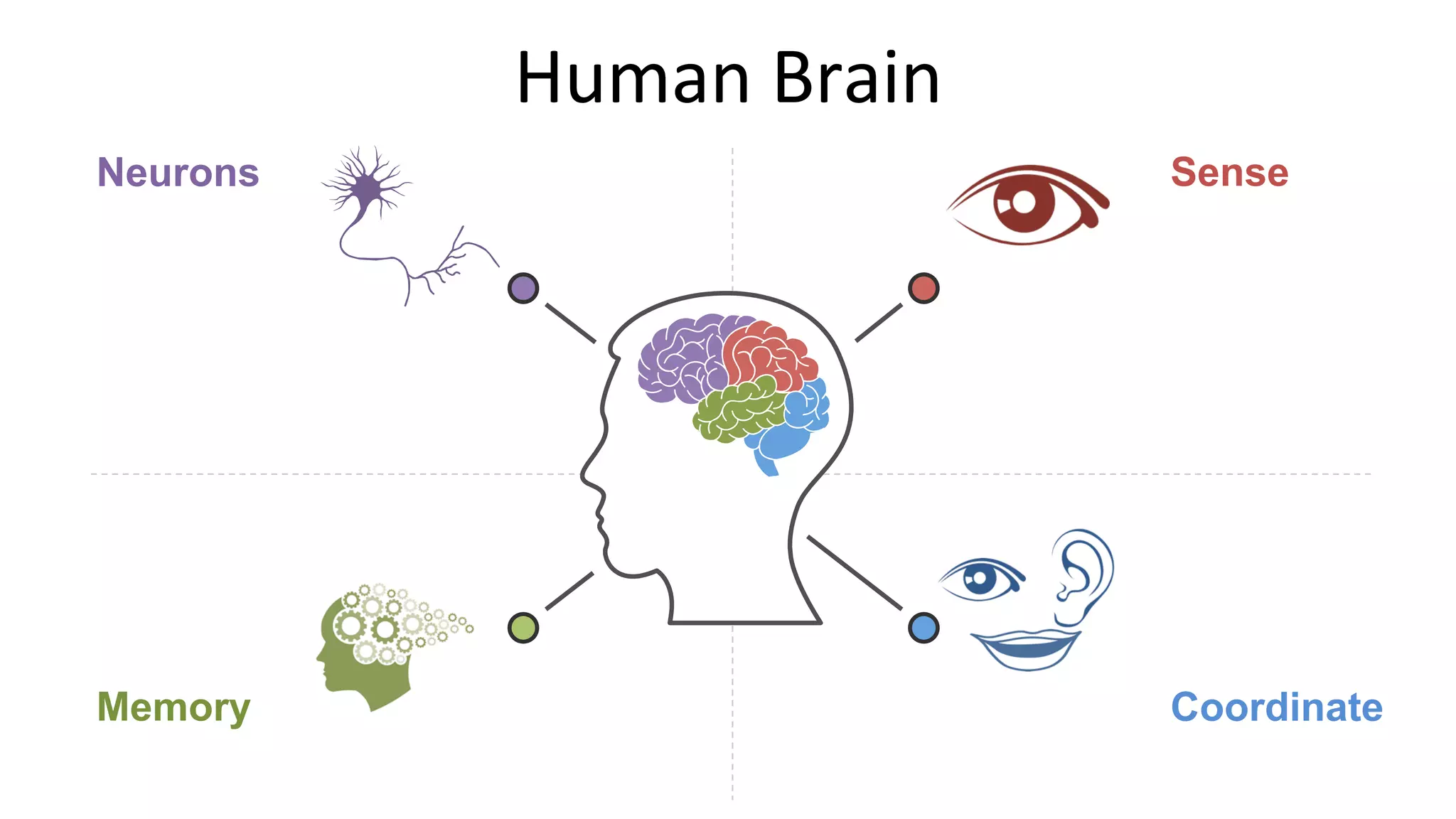Human	Brain	
Neurons
Memory
Sense
Coordinate
 