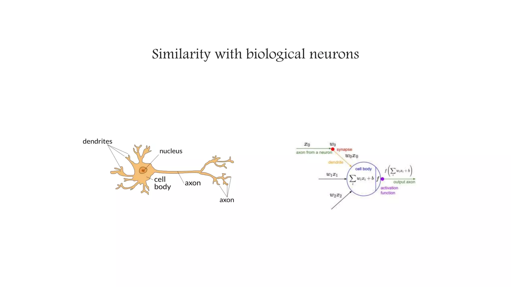 Similarity with biological neurons
 