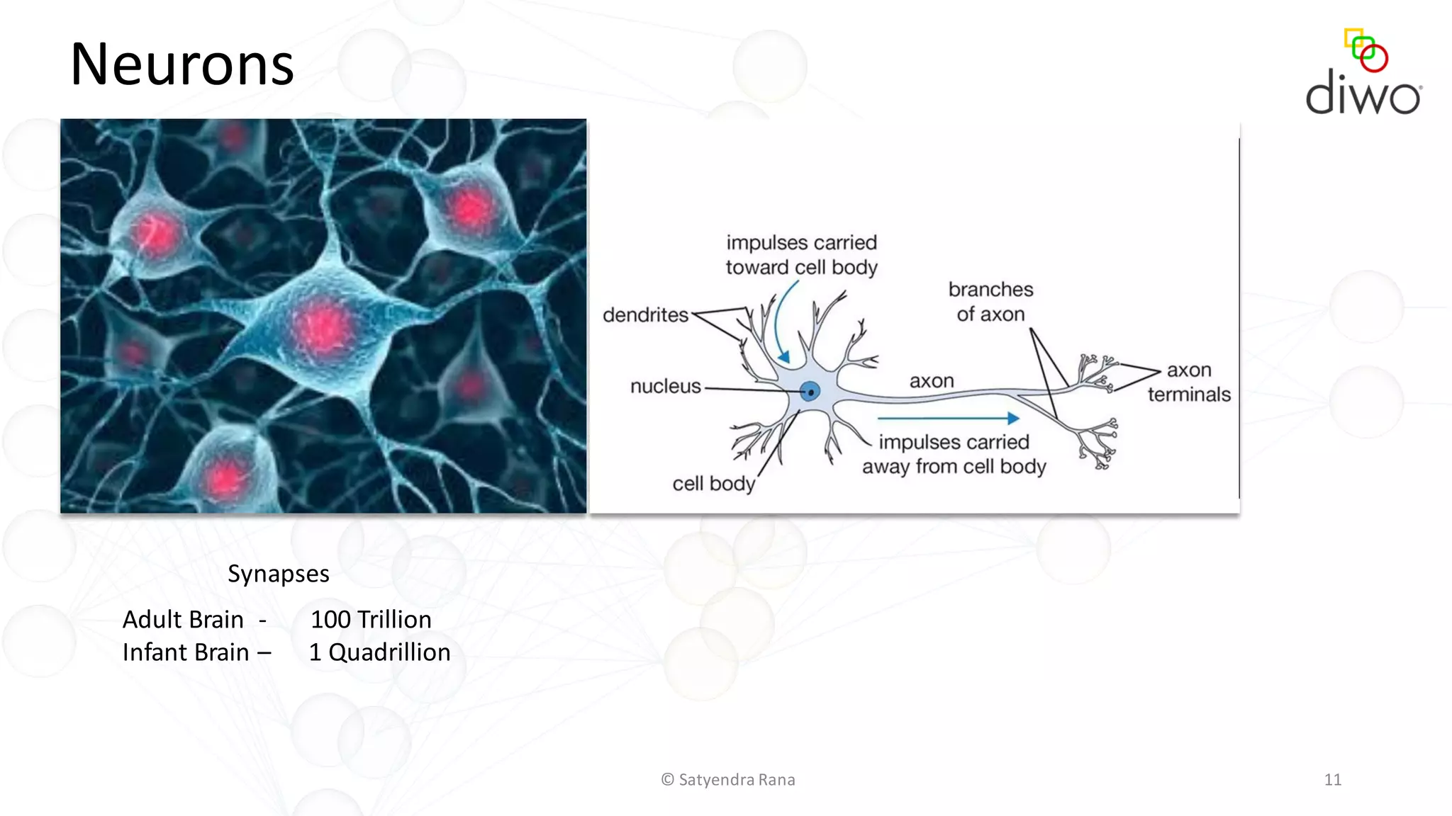 © Satyendra Rana 11
Neurons
Adult Brain - 100 Trillion
Infant Brain – 1 Quadrillion
Synapses
 