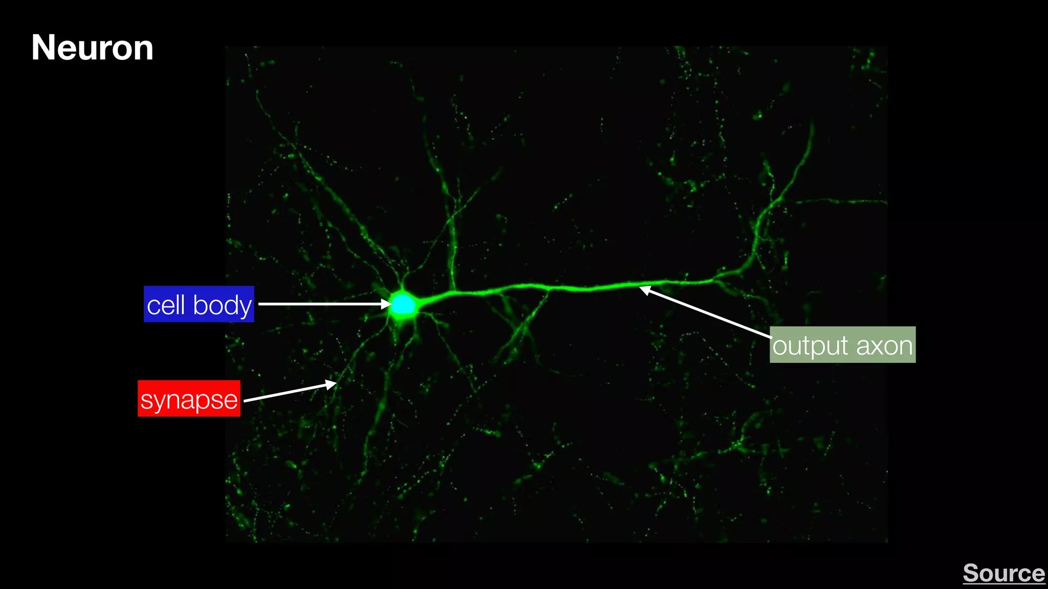 cell body
output axon
synapse
Neuron
Source
 