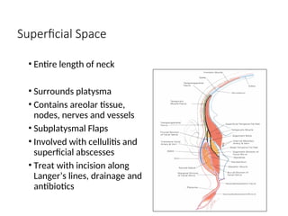 Superficial Space
• Entire length of neck
• Surrounds platysma
• Contains areolar tissue,
nodes, nerves and vessels
• Subplatysmal Flaps
• Involved with cellulitis and
superficial abscesses
• Treat with incision along
Langer’s lines, drainage and
antibiotics
 