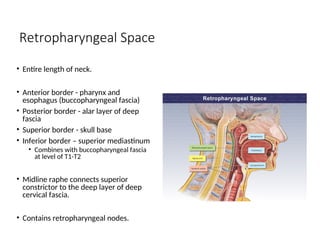 Retropharyngeal Space
• Entire length of neck.
• Anterior border - pharynx and
esophagus (buccopharyngeal fascia)
• Posterior border - alar layer of deep
fascia
• Superior border - skull base
• Inferior border – superior mediastinum
• Combines with buccopharyngeal fascia
at level of T1-T2
• Midline raphe connects superior
constrictor to the deep layer of deep
cervical fascia.
• Contains retropharyngeal nodes.
 