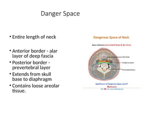 Danger Space
• Entire length of neck
• Anterior border - alar
layer of deep fascia
• Posterior border -
prevertebral layer
• Extends from skull
base to diaphragm
• Contains loose areolar
tissue.
 
