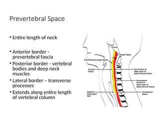 Prevertebral Space
• Entire length of neck
• Anterior border -
prevertebral fascia
• Posterior border - vertebral
bodies and deep neck
muscles
• Lateral border – transverse
processes
• Extends along entire length
of vertebral column
 