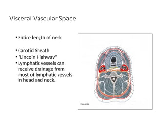 Visceral Vascular Space
• Entire length of neck
• Carotid Sheath
• “Lincoln Highway”
• Lymphatic vessels can
receive drainage from
most of lymphatic vessels
in head and neck.
 