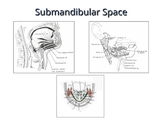 Submandibular Space
Submandibular Space
 