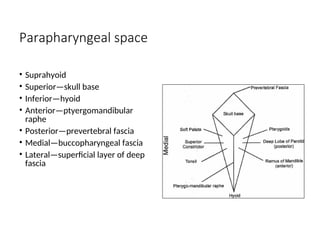 Parapharyngeal space
• Suprahyoid
• Superior—skull base
• Inferior—hyoid
• Anterior—ptyergomandibular
raphe
• Posterior—prevertebral fascia
• Medial—buccopharyngeal fascia
• Lateral—superficial layer of deep
fascia
 