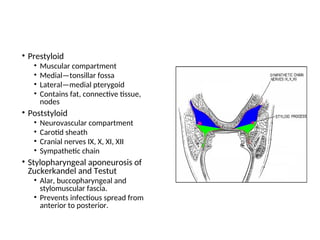 • Prestyloid
• Muscular compartment
• Medial—tonsillar fossa
• Lateral—medial pterygoid
• Contains fat, connective tissue,
nodes
• Poststyloid
• Neurovascular compartment
• Carotid sheath
• Cranial nerves IX, X, XI, XII
• Sympathetic chain
• Stylopharyngeal aponeurosis of
Zuckerkandel and Testut
• Alar, buccopharyngeal and
stylomuscular fascia.
• Prevents infectious spread from
anterior to posterior.
 