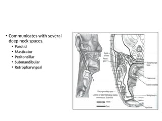 • Communicates with several
deep neck spaces.
• Parotid
• Masticator
• Peritonsillar
• Submandibular
• Retropharyngeal
 