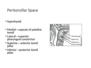 Peritonsillar Space
• Suprahyoid
• Medial—capsule of palatine
tonsil
• Lateral—superior
pharyngeal constrictor
• Superior—anterior tonsil
pillar
• Inferior—posterior tonsil
pillar
 