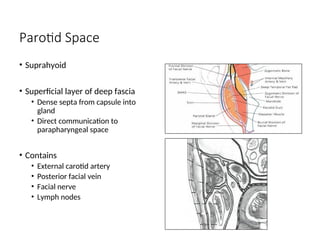 Parotid Space
• Suprahyoid
• Superficial layer of deep fascia
• Dense septa from capsule into
gland
• Direct communication to
parapharyngeal space
• Contains
• External carotid artery
• Posterior facial vein
• Facial nerve
• Lymph nodes
 