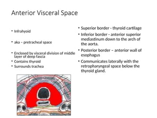 Anterior Visceral Space
• Infrahyoid
• aka – pretracheal space
• Enclosed by visceral division of middle
layer of deep fascia
• Contains thyroid
• Surrounds trachea
• Superior border - thyroid cartilage
• Inferior border - anterior superior
mediastinum down to the arch of
the aorta.
• Posterior border – anterior wall of
esophagus
• Communicates laterally with the
retropharyngeal space below the
thyroid gland.
 