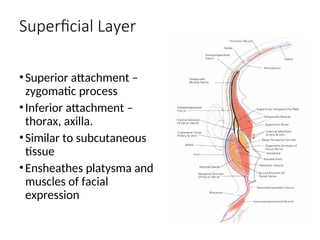 Superficial Layer
•Superior attachment –
zygomatic process
•Inferior attachment –
thorax, axilla.
•Similar to subcutaneous
tissue
•Ensheathes platysma and
muscles of facial
expression
 