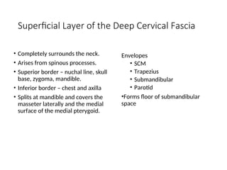 Superficial Layer of the Deep Cervical Fascia
• Completely surrounds the neck.
• Arises from spinous processes.
• Superior border – nuchal line, skull
base, zygoma, mandible.
• Inferior border – chest and axilla
• Splits at mandible and covers the
masseter laterally and the medial
surface of the medial pterygoid.
Envelopes
• SCM
• Trapezius
• Submandibular
• Parotid
•Forms floor of submandibular
space
 