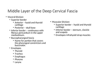 Middle Layer of the Deep Cervical Fascia
• Muscular Division
• Superior border – hyoid and thyroid
cartilage
• Inferior border – sternum, clavicle
and scapula
• Envelopes infrahyoid strap muscles
• Visceral Division
• Superior border
• Anterior – hyoid and thyroid
cartilage
• Posterior – skull base
• Inferior border – continuous with
fibrous pericardium in the upper
mediastinum.
• Buccopharyngeal fascia
• Name for portion that covers
the pharyngeal constrictors and
buccinator.
• Envelopes
• Thyroid
• Trachea
• Esophagus
• Pharynx
• Larynx
 