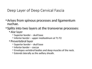 Deep Layer of Deep Cervical Fascia
•Arises from spinous processes and ligamentum
nuchae.
•Splits into two layers at the transverse processes:
• Alar layer
• Superior border – skull base
• Inferior border – upper mediastinum at T1-T2
• Prevertebral layer
• Superior border – skull base
• Inferior border – coccyx
• Envelopes vertebral bodies and deep muscles of the neck.
• Extends laterally as the axillary sheath.
 