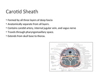Carotid Sheath
• Formed by all three layers of deep fascia
• Anatomically separate from all layers.
• Contains carotid artery, internal jugular vein, and vagus nerve
• Travels through pharyngomaxillary space.
• Extends from skull base to thorax.
 