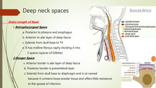 Deep neck spaces
Entire Length of Neck:
1.Retropharyngeal Space
a. Posterior to pharynx and esophagus
b. Anterior to alar layer of deep fascia
c. Extends from skull base to T4
e. It has midline fibrous raphy dividing it into
2 spaces (spaces of Gillette)
2.Danger Space
a. Anterior border is alar layer of deep fascia
b. Posterior border is prevertebral layer
c. Extends from skull base to diaphragm and is so named
because it contains loose areolar tissue and offers little resistance
to the spread of infection.
 