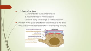  3.Prevertebral Space
a. Anterior border is prevertebral fascia
b. Posterior border is vertebral bodies
c. Extends along entire length of vertebral column.
 Infection in this space tends to stay localized due to the dense
fibrous attachments between the fascia and the deep muscles.
 