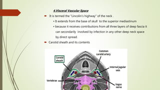 4.Visceral Vascular Space
 It is termed the “Lincolin’s highway” of the neck .
• It extends from the base of skull to the superior mediastinum
• because it receives contributions from all three layers of deep fascia it
can secondarily involved by infection in any other deep neck space
by direct spread.
 Carotid sheath and its contents
 