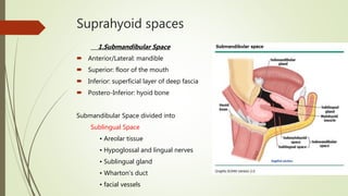 Suprahyoid spaces
1.Submandibular Space
 Anterior/Lateral: mandible
 Superior: floor of the mouth
 Inferior: superficial layer of deep fascia
 Postero-Inferior: hyoid bone
Submandibular Space divided into
Sublingual Space
• Areolar tissue
• Hypoglossal and lingual nerves
• Sublingual gland
• Wharton’s duct
• facial vessels
 
