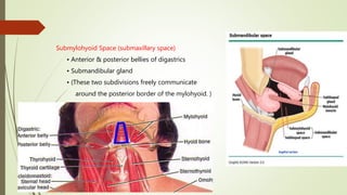 Submylohyoid Space (submaxillary space)
• Anterior & posterior bellies of digastrics
• Submandibular gland
• (These two subdivisions freely communicate
around the posterior border of the mylohyoid. )
 