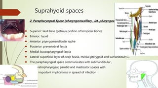 Suprahyoid spaces
2. Parapharyngeal Space (pharyngomaxillary , lat. pharyngeal )
 Superior: skull base (petrous portion of temporal bone)
 Inferior: hyoid
 Anterior: ptyergomandibular raphe
 Posterior: prevertebral fascia
 Medial: buccopharyngeal fascia
 Lateral: superficial layer of deep fascia, medial pterygoid and sumandibulr G .
 The parapharyngeal space communicates with submandibular ,
retropharyngeal, parotid and masticator spaces with
important implications in spread of infection
 