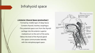 Infrahyoid space
1.Anterior Visceral Space (pretracheal )
- Formed by middle layer of deep fascia
Contains thyroid, trachea, esophagus.
-This potential space runs from the thyroid
cartilage into the anterior superior
mediastinum to the arch of the aorta.
- Below the level of the thyroid gland
this space communicates laterally
with the retropharyngeal space .
 