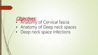 Objectives:
• Anatomy of Cervical fascia
• Anatomy of Deep neck spaces
• Deep neck space infections
 