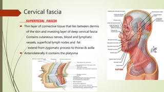 Cervical fascia
SUPERFICIAL FASCIA
 Thin layer of connective tissue that lies between dermis
of the skin and investing layer of deep cervical fascia
Contains cutaneous nerves, blood and lymphatic
vessels, superficial lymph nodes and fat
extend from zygomatic process to thorax & axilla
 Anteriolaterally it contains the platysma
 