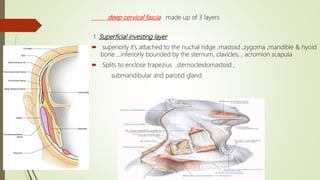 deep cervical fascia made up of 3 layers
1. Superficial investing layer
 superiorly it’s attached to the nuchal ridge ,mastoid ,zygoma ,mandible & hyoid
bone …inferiorly bounded by the sternum, clavicles, , acromion scapula
 Splits to enclose trapezius ,sternocleidomastoid ,
submandibular and parotid gland
 