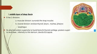 2.middle layer of deep fascia
 It has 2 divisions
a. muscular division :surronds the strap muscles
b. visceral division :enclose thyroid ,larynx , trachea, pharynx
esophagus
 Its attached antero-superiorly to hyoid bone & thyroid cartilage ,postero-superiorly
to skull base , inferiorly to the sternum ,clavicle & scapula
 
