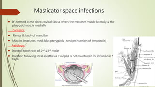 Masticator space infections
 It’s formed as the deep cervical fascia covers the masseter muscle laterally & the
pterygoid muscle medially.
Contents:
 Ramus & body of mandible
 Muscles (masseter, med & lat pterygoids , tendon insertion of temporalis)
Aetiology :
 Infected tooth root of 2nd &3rd molar
 Infection following local anesthesia if asepsis is not maintained for inf.alveolar N
block
 
