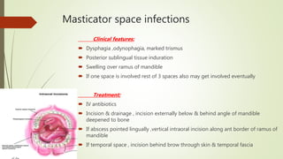 Masticator space infections
Clinical features:
 Dysphagia ,odynophagia, marked trismus
 Posterior sublingual tissue induration
 Swelling over ramus of mandible
 If one space is involved rest of 3 spaces also may get involved eventually
Treatment:
 IV antibiotics
 Incision & drainage , incision externally below & behind angle of mandible
deepened to bone
 If abscess pointed lingually ,vertical intraoral incision along ant border of ramus of
mandible
 If temporal space , incision behind brow through skin & temporal fascia
 