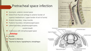 Pretracheal space infection
 Synonyms ..anterior visceral space
 Extend from thyroid cartilage to anterior border of
superior mediastinum ( upper border of arch of aorta)
 Anterior boundary : strap muscles
 Posterior boundary: retropharyngeal space
 Lateral boundary: parapharyngeal space,
carotid sheath
 Continuous with retropharyngeal space
Aetiology
 tonsilits
 Thyroid G infections
 Trauma to larynx, hypopharynx, eosophagus
 