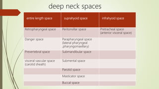 entire length space suprahyoid space infrahyoid space
Retropharyngeal space Peritonsillar space Pretracheal space
(anterior visceral space)
Danger space Parapharyngeal space
(lateral pharyngeal
,pharyngomaxillary)
Prevertebral space Submandibular space
visceral vascular space
(carotid sheath)
Submental space
Parotid space
Masticator space
Buccal space
deep neck spaces
 