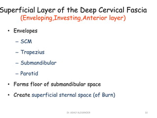 Superficial Layer of the Deep Cervical Fascia
(Enveloping,Investing,Anterior layer)
• Envelopes
– SCM
– Trapezius
– Submandibular
– Parotid
• Forms floor of submandibular space
• Create superficial sternal space (of Burn)
10
Dr. ASHLY ALEXANDER
 