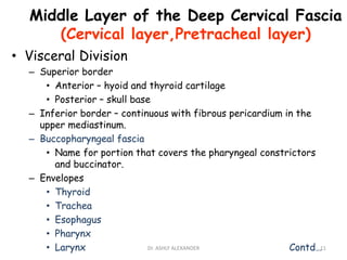 Middle Layer of the Deep Cervical Fascia
(Cervical layer,Pretracheal layer)
• Visceral Division
– Superior border
• Anterior – hyoid and thyroid cartilage
• Posterior – skull base
– Inferior border – continuous with fibrous pericardium in the
upper mediastinum.
– Buccopharyngeal fascia
• Name for portion that covers the pharyngeal constrictors
and buccinator.
– Envelopes
• Thyroid
• Trachea
• Esophagus
• Pharynx
• Larynx Contd…11
Dr. ASHLY ALEXANDER
 