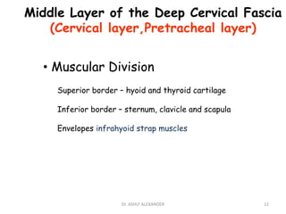 Middle Layer of the Deep Cervical Fascia
(Cervical layer,Pretracheal layer)
• Muscular Division
Superior border – hyoid and thyroid cartilage
Inferior border – sternum, clavicle and scapula
Envelopes infrahyoid strap muscles
12
Dr. ASHLY ALEXANDER
 