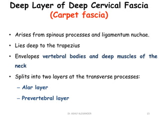 Deep Layer of Deep Cervical Fascia
(Carpet fascia)
• Arises from spinous processes and ligamentum nuchae.
• Lies deep to the trapezius
• Envelopes vertebral bodies and deep muscles of the
neck
• Splits into two layers at the transverse processes:
– Alar layer
– Prevertebral layer
13
Dr. ASHLY ALEXANDER
 