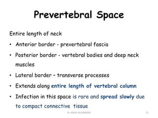 Prevertebral Space
Entire length of neck
• Anterior border - prevertebral fascia
• Posterior border - vertebral bodies and deep neck
muscles
• Lateral border – transverse processes
• Extends along entire length of vertebral column
• Infection in this space is rare and spread slowly due
to compact connective tissue
21
Dr. ASHLY ALEXANDER
 
