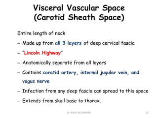 Visceral Vascular Space
(Carotid Sheath Space)
Entire length of neck
– Made up from all 3 layers of deep cervical fascia
– “Lincoln Highway”
– Anatomically separate from all layers
– Contains carotid artery, internal jugular vein, and
vagus nerve
– Infection from any deep fascia can spread to this space
– Extends from skull base to thorax.
22
Dr. ASHLY ALEXANDER
 